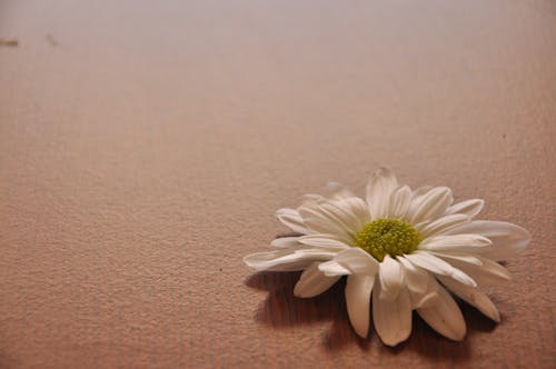 Close-up of Daisy Flower Against White Background