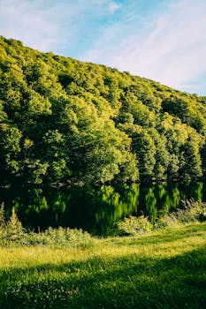 宁静的森林中，绿树生机盎然，映衬着清澈蓝天下平静的湖泊