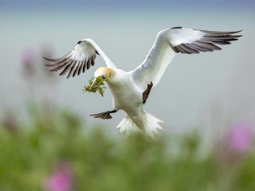 Free Northern Gannet gracefully flying with nesting material in its beak. Stock Photo
