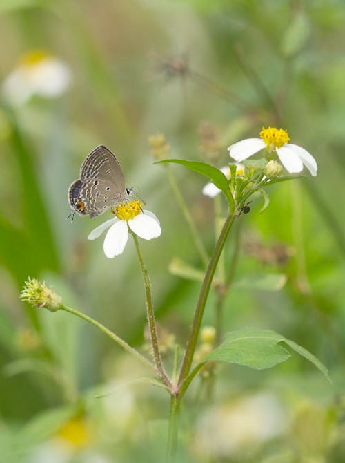 Plains Cupid butterfly feeding on a daisy.