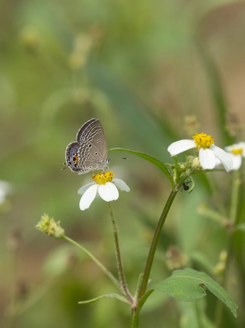 Plains Cupid butterfly feeding on a daisy.