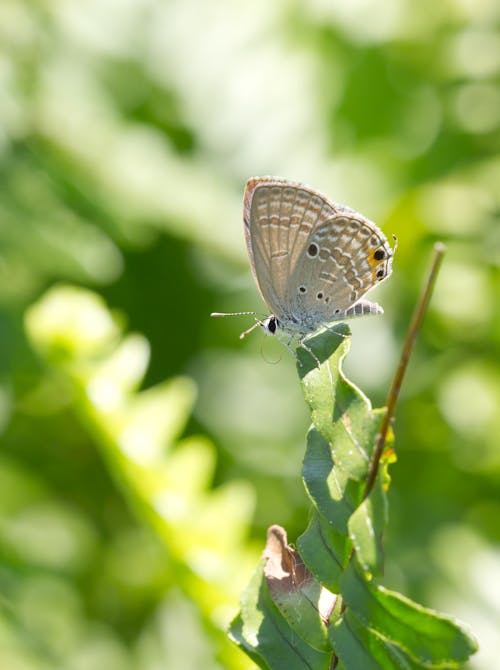 Plains Cupid butterfly feeding on a daisy.