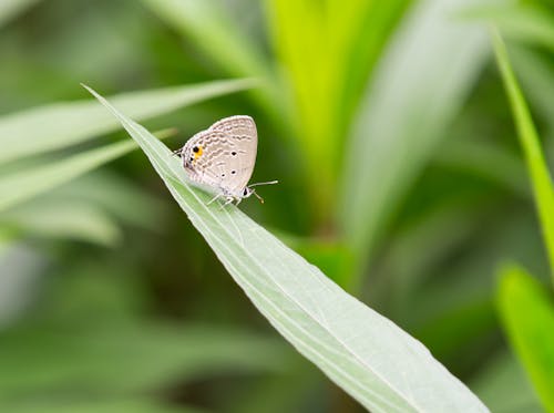 Plains Cupid butterfly resting on a leaf