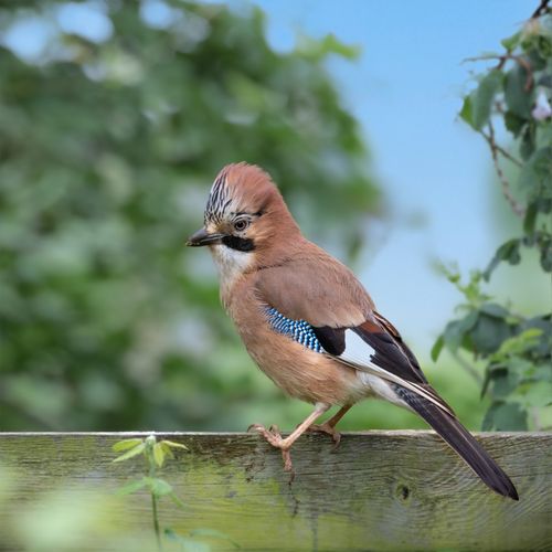 Free Close-up of a beautiful Eurasian jay bird perched on a wooden fence in a lush summer setting. Stock Photo