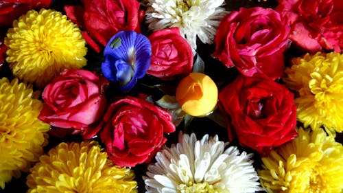 Free Close-up of Multi Colored Flowers Stock Photo