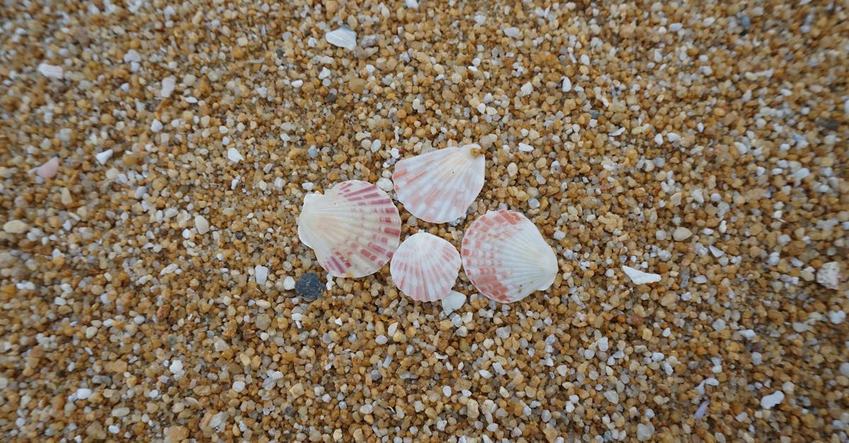 Shells On Shore · Free Stock Photo