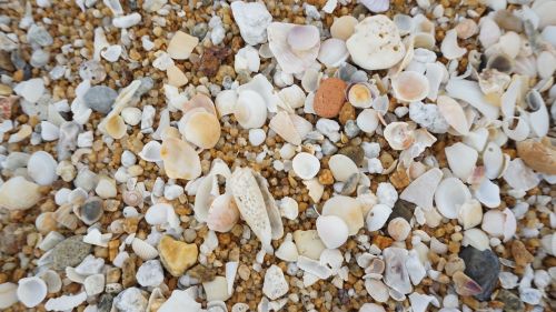 Free An intricate close-up of various seashells and pebbles on a beach surface. Stock Photo