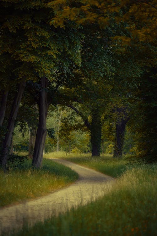 A path through the woods with trees and grass