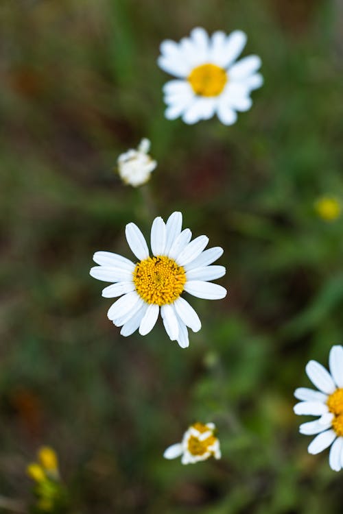 A close up of white daisies in the grass