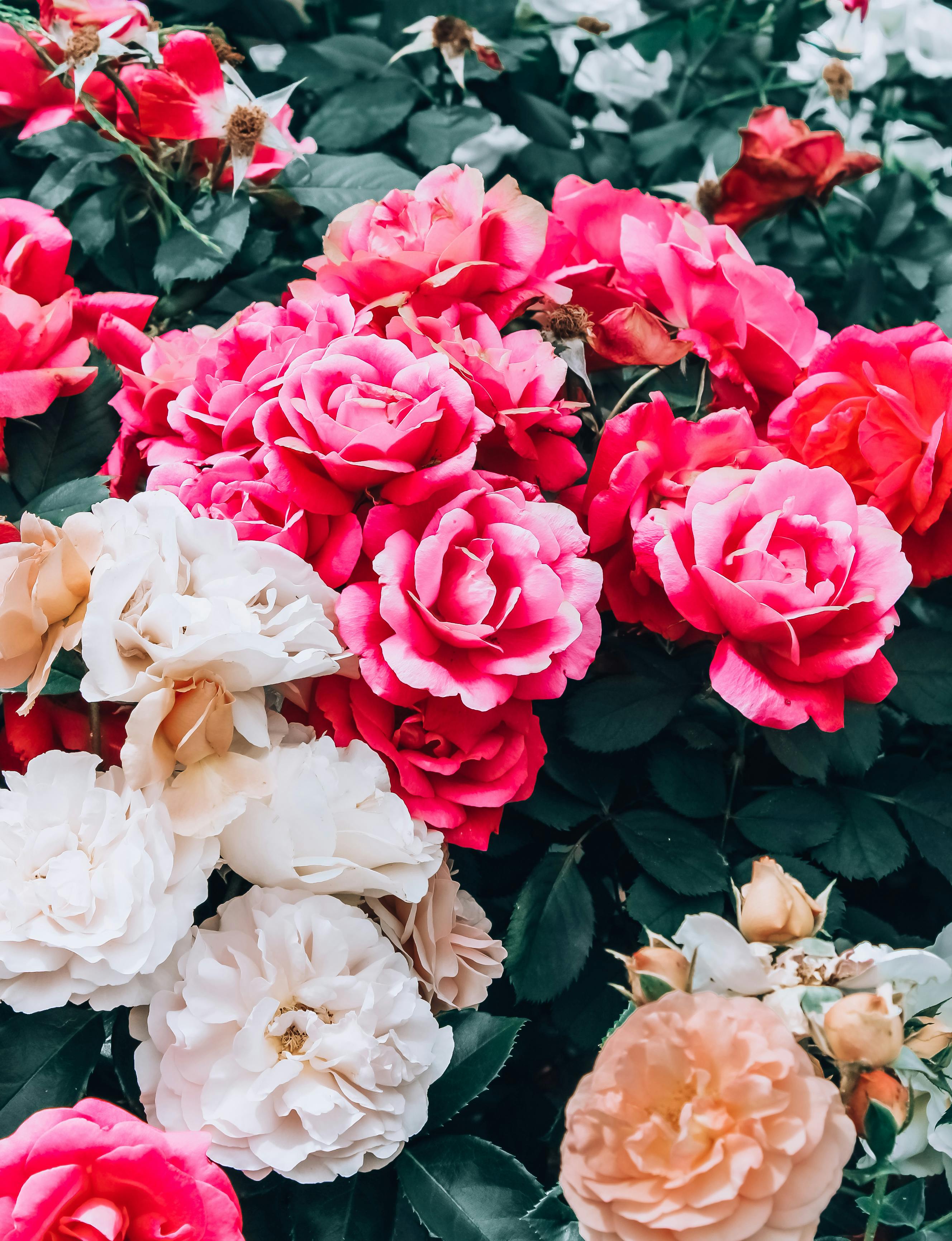 Menakjubkan 17 Download Bunga  Mawar  Indah  Gambar Bunga  