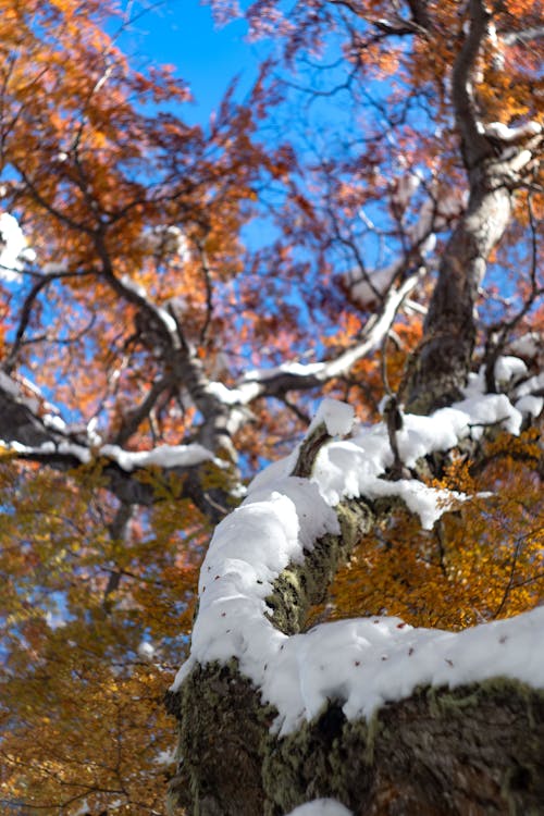 Darmowe zdjęcie z galerii z góry, jesień, jesień estetyczna
