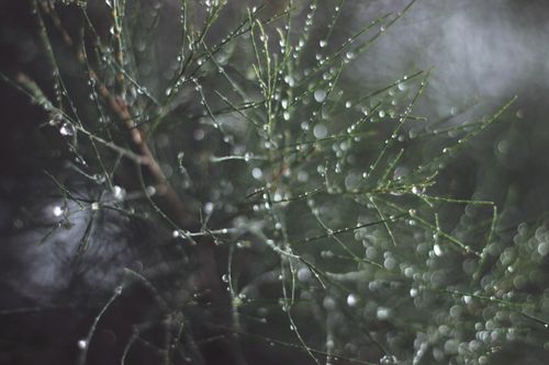 Free Water droplets on delicate green foliage creating a dreamy atmosphere with a bokeh effect. Stock Photo
