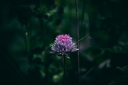 Photo En Gros Plan De Fleur Pourpre