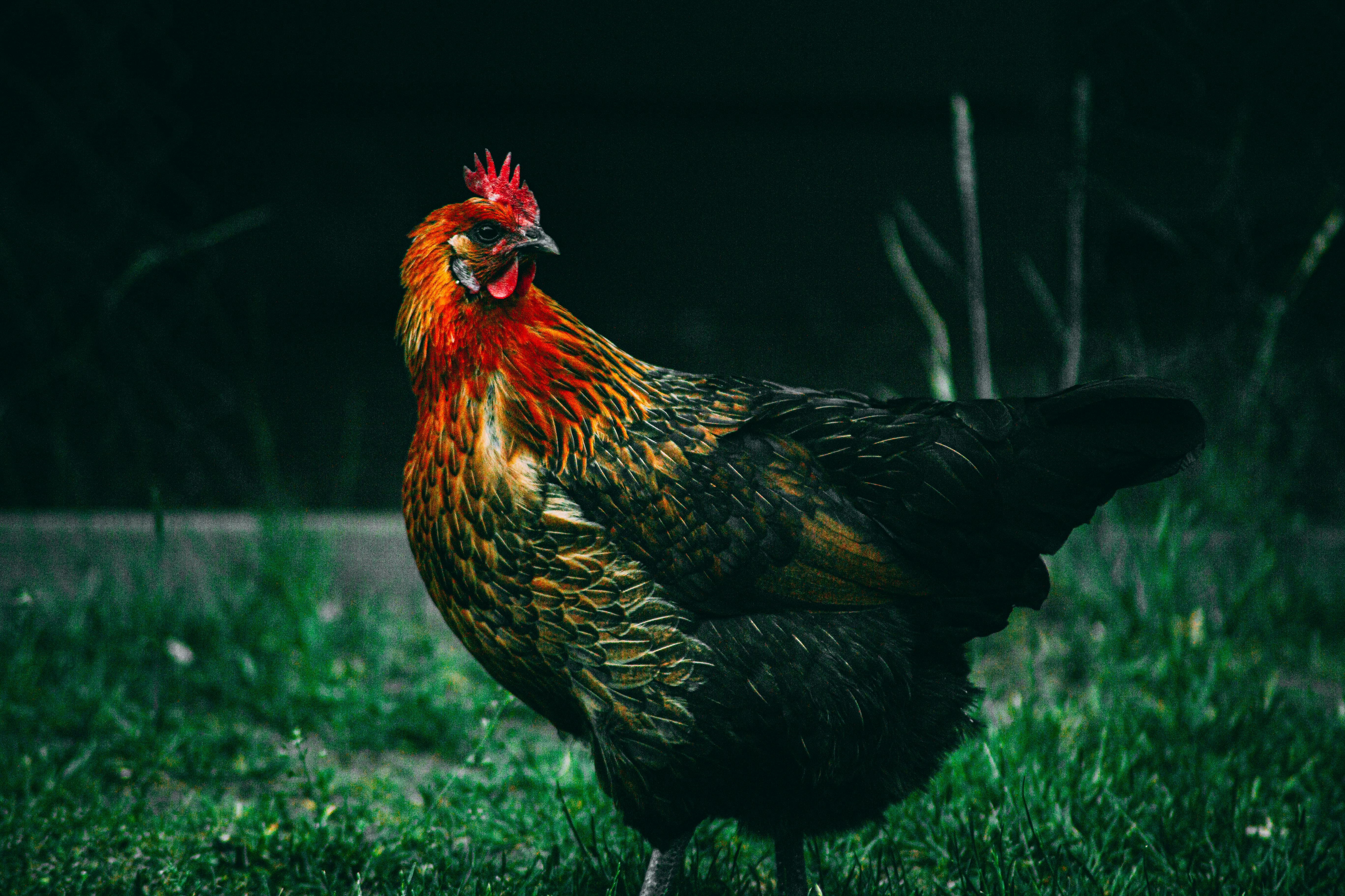 photo of rooster on grass