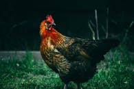 草地上站着一只羽毛鲜艳的公鸡，正展示着它引人注目的羽毛