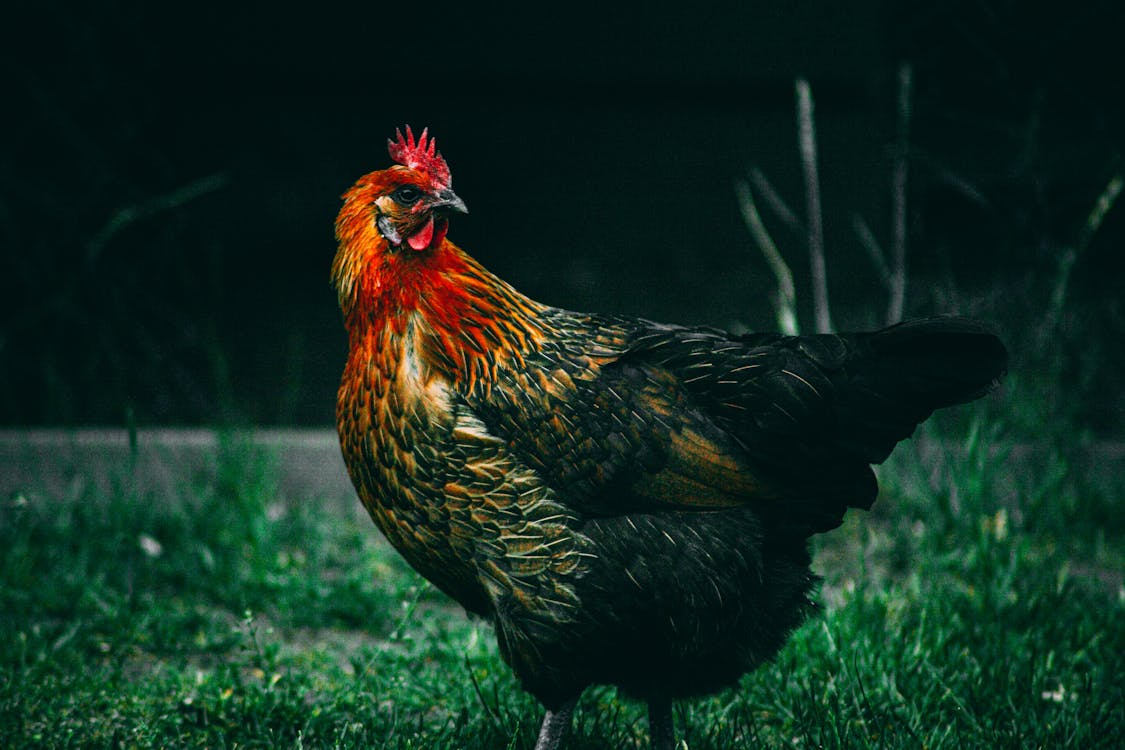 Free Photo of Rooster on Grass Stock Photo