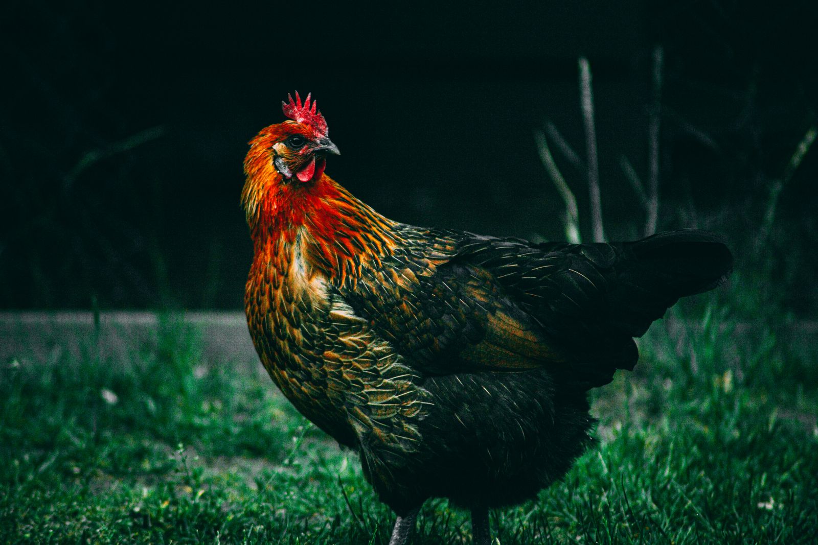 200+张最精彩的“Cock”图片 · 100免费下载 · Pexels素材图片