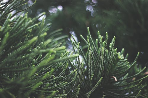 Primo Piano Della Pianta Verde Fresca