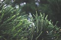 充满活力的绿色针叶树叶在自然光下展现出大自然的复杂图案