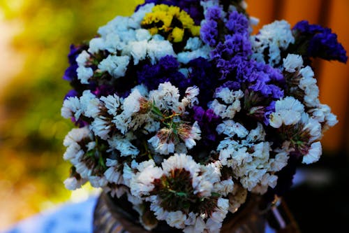 Free Close-up of Purple Flowers Stock Photo