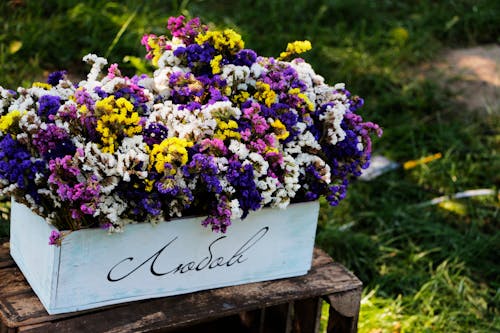 Close-up of Purple Flowers on Plant