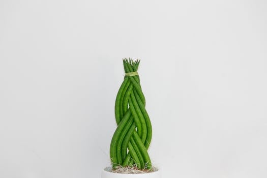 A close-up of a braided Sansevieria plant in a pot, perfect for minimal decor and indoor gardening.