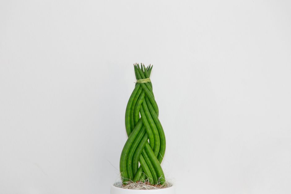 snake plant in pot - low maintenance plants