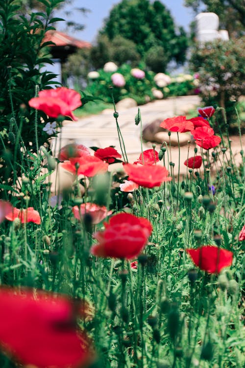 Free Selective Focus Photography of Red Poppy Flowers Stock Photo