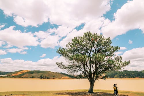 Photo of Tree Under Cloudy Sky