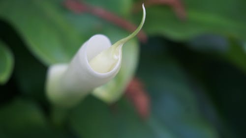 Gratis lagerfoto af blomsterhave, hvide blomster