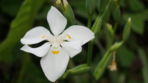 Gratis lagerfoto af blomst, botaniske haver, eksotisk