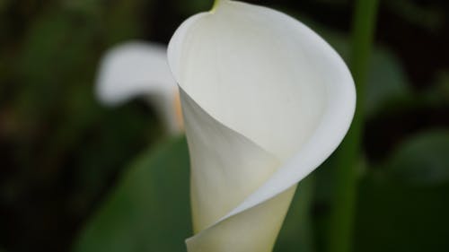 Gratis lagerfoto af hvide blomster