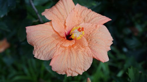 Gratis lagerfoto af blomst, lyserøde blomster