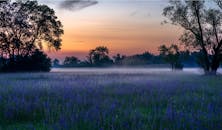 黎明时分，色彩鲜艳的花田笼罩在薄雾中，是完美的自然拍摄场景