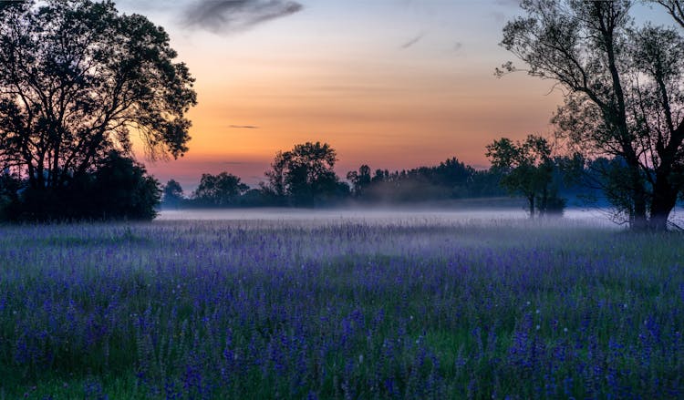 Photo Of Purple Flower Field