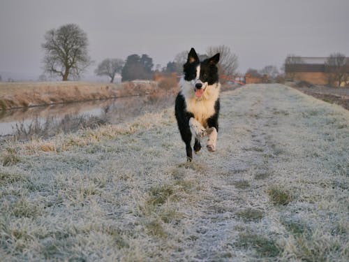 ボーダーコリー, 犬, 雪景色の無料の写真素材