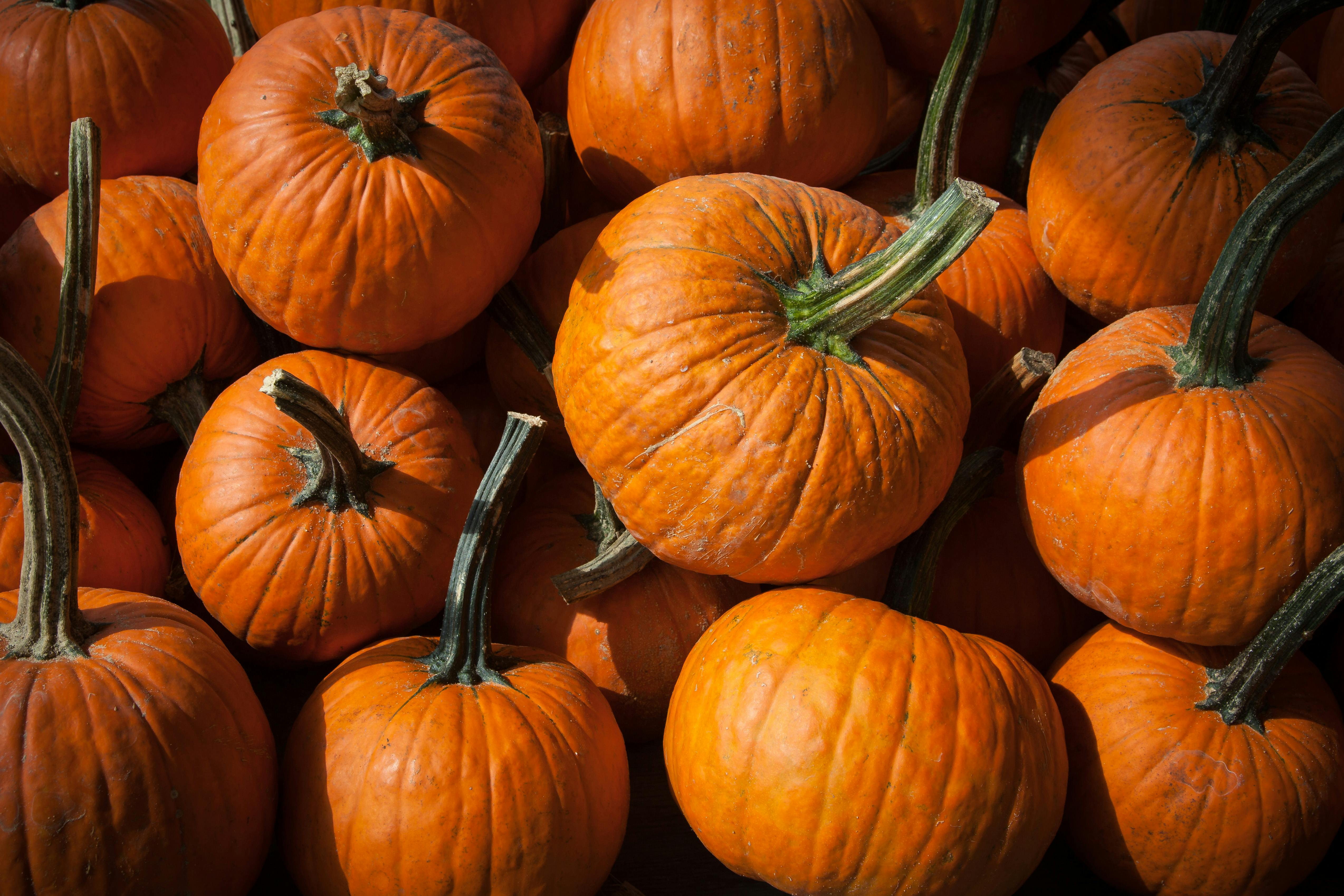 A vibrant collection of orange pumpkins, perfect for fall celebrations and harvest themes.
