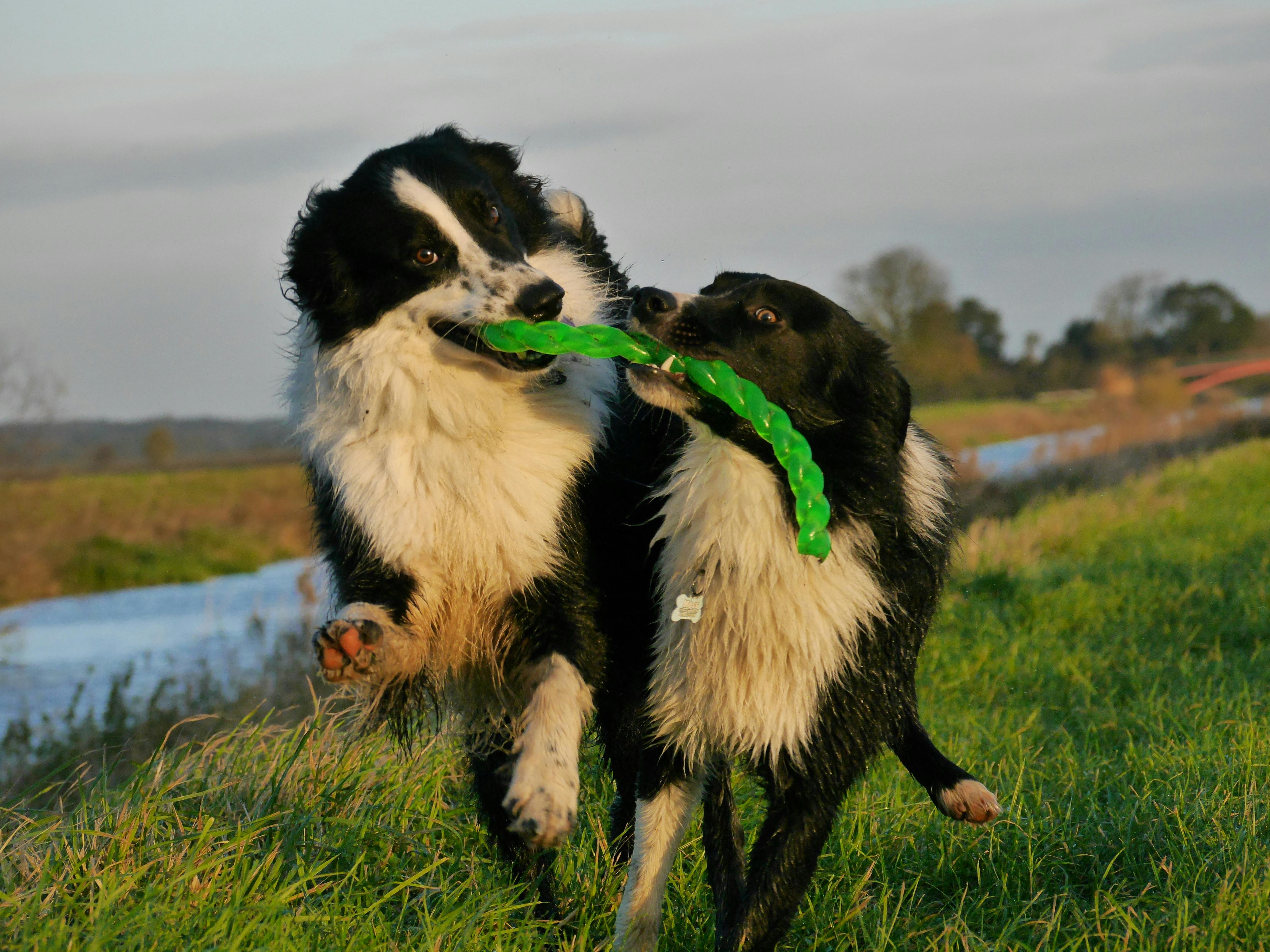 Dog Playing on Grass · Free Stock Photo