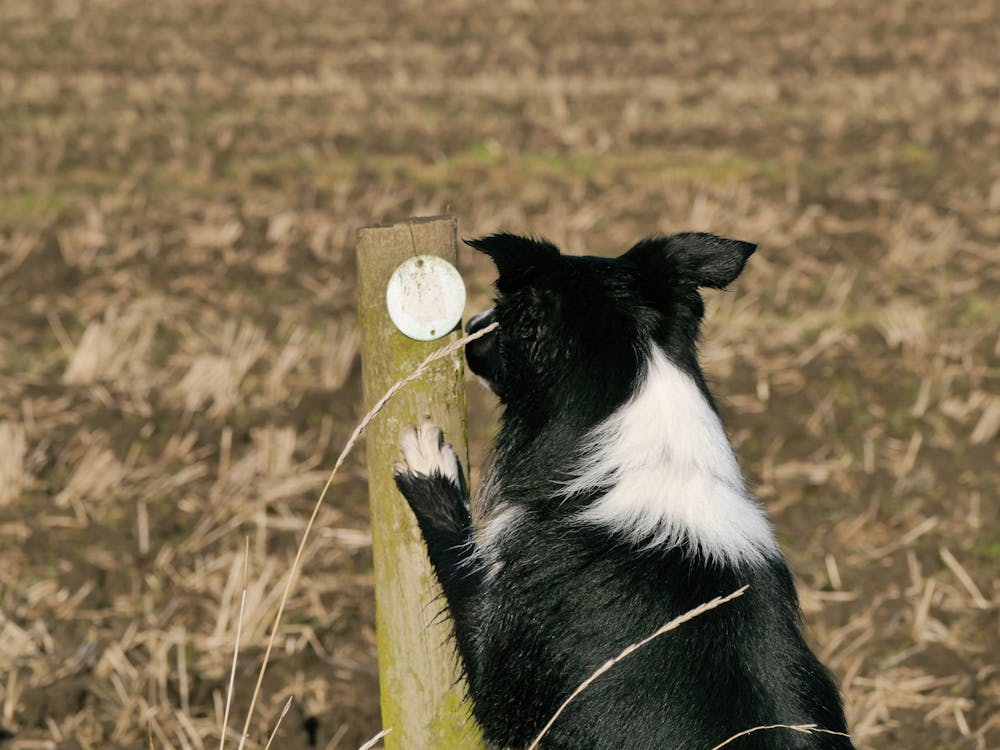 คลังภาพถ่ายฟรี ของ บอร์เดอร์ คอลลี่, สุนัขบอร์เดอร์ คอลลี่, หมาบอร์เดอร์ คอลลี่