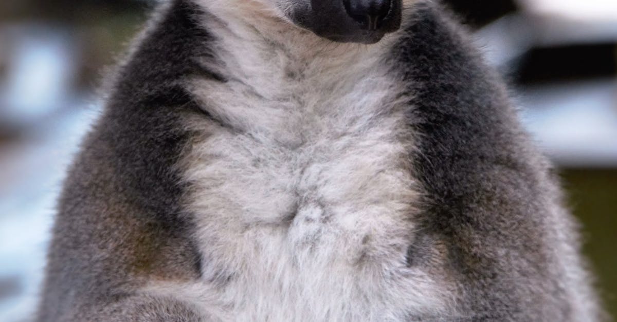 Close-up Portrait of Meerkat