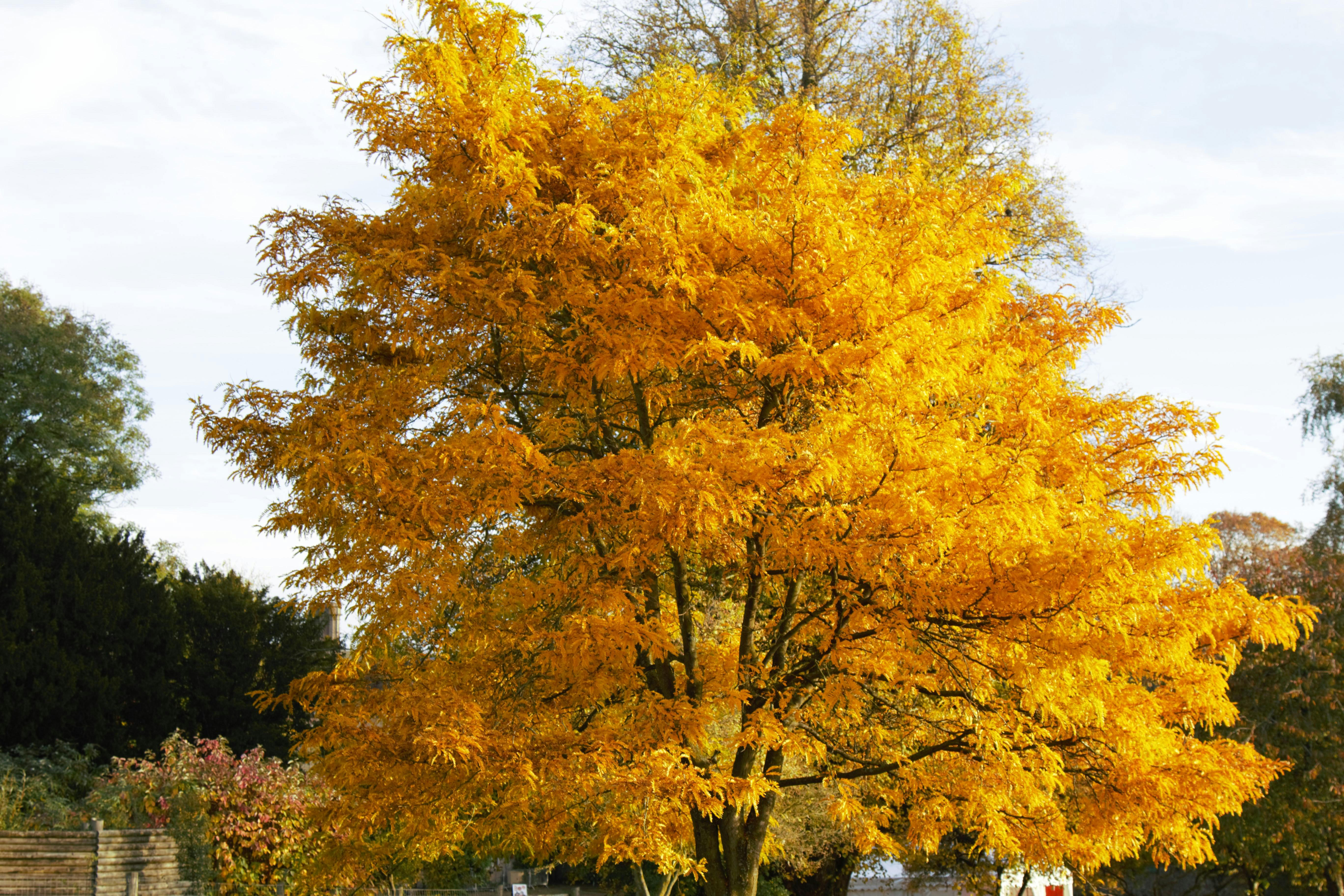 Kostenloses Foto zum Thema baum