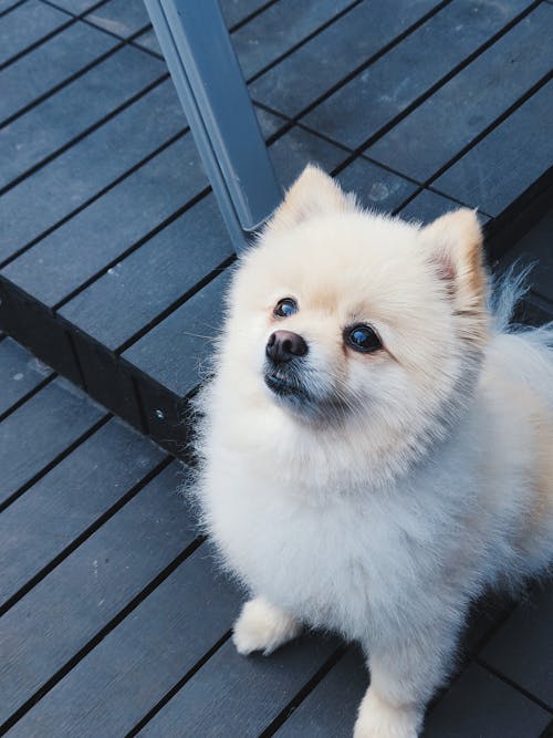 Cachorrinho De Pêlo Médio Branco