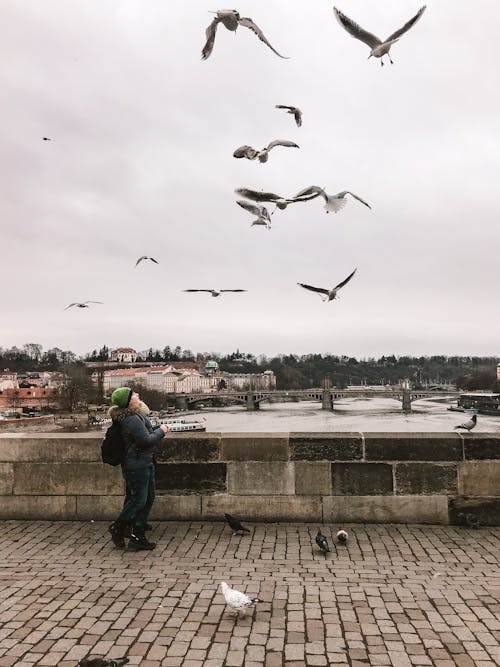 Free stock photo of action, birds, bridge