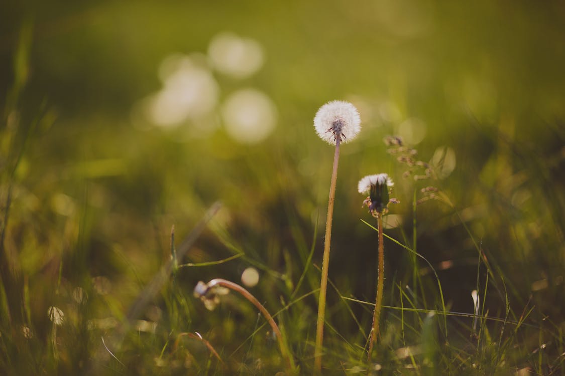 คลังภาพถ่ายฟรี ของ ดอกแดนดิไลออน, ธรรมชาติ, ฤดูร้อน