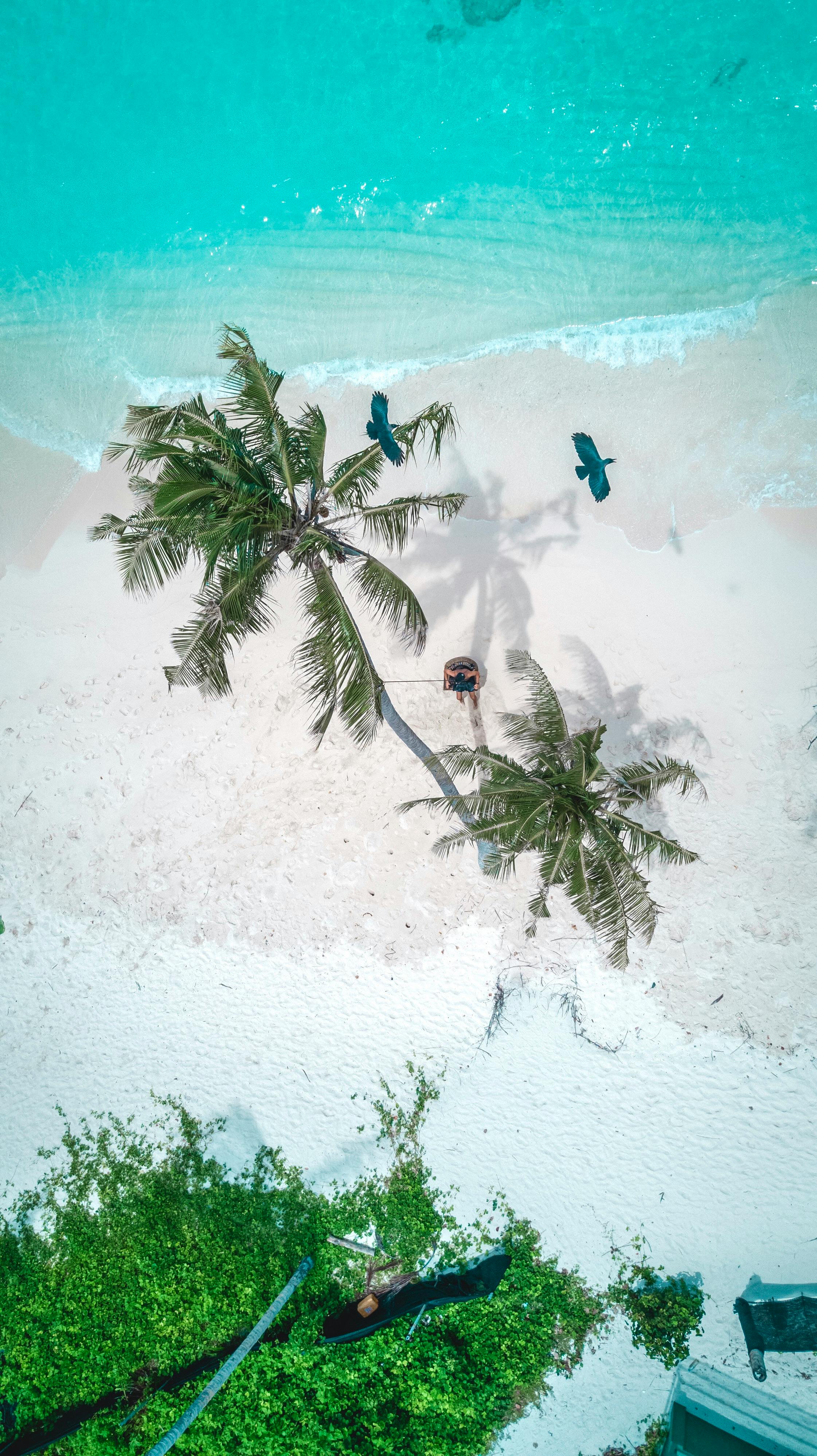 Aerial Photography of Coconut Palm Trees On A Beach