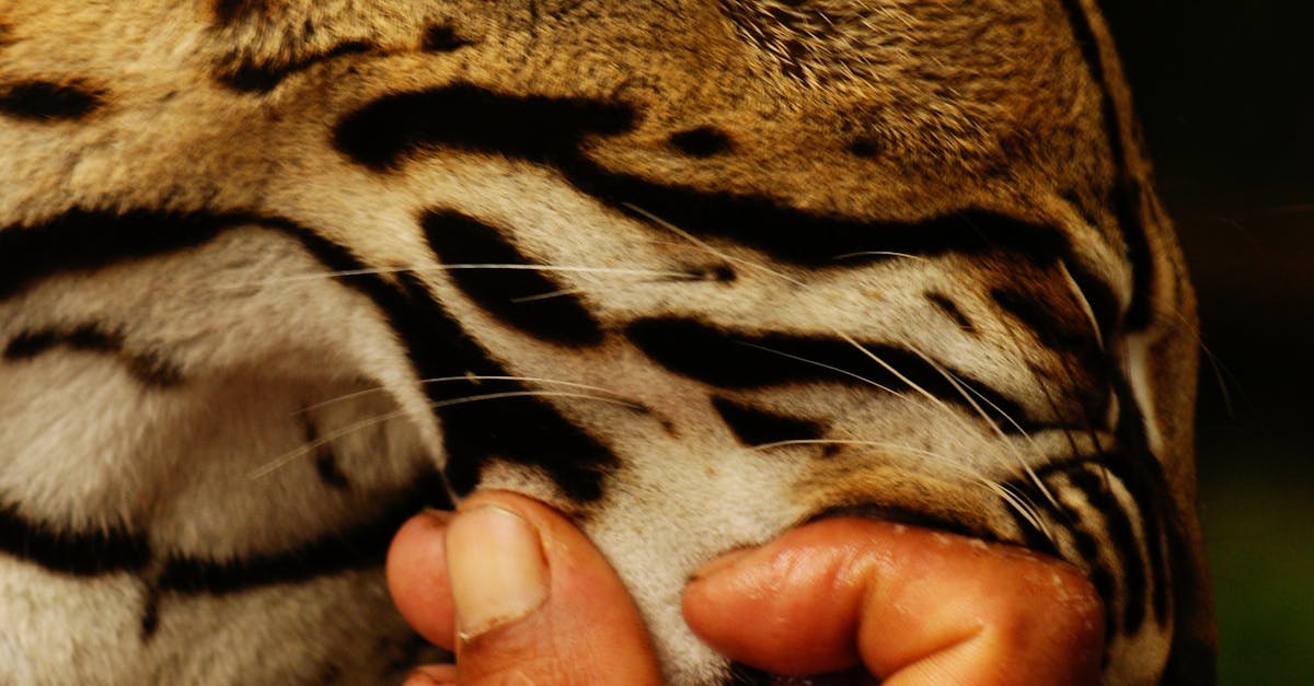 Close-up of Hand Holding Cat