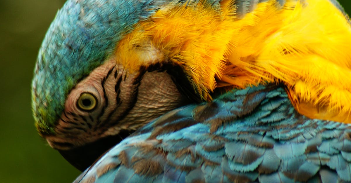Close-up of Blue Parrot
