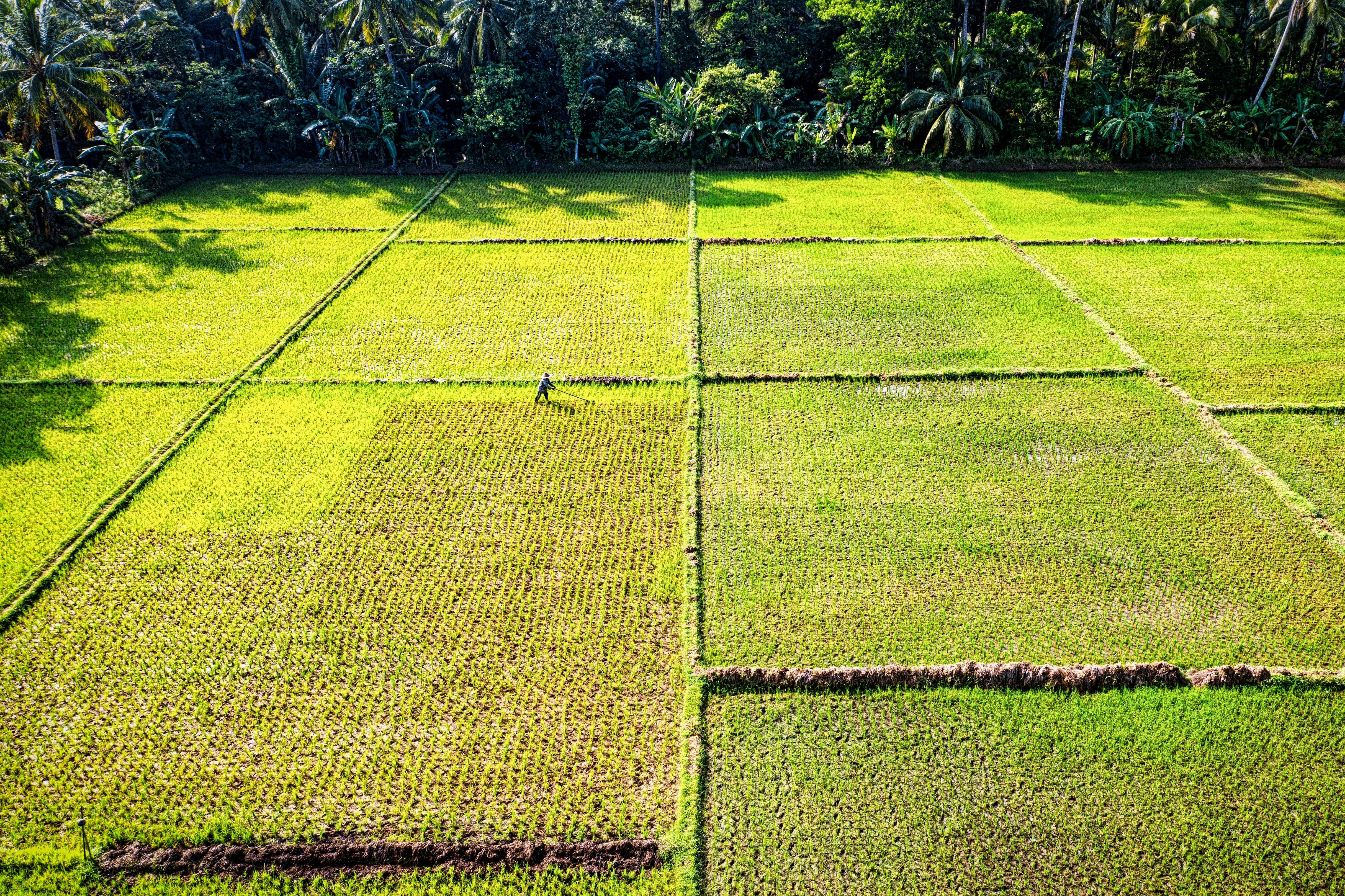 aerial photography of green rice field