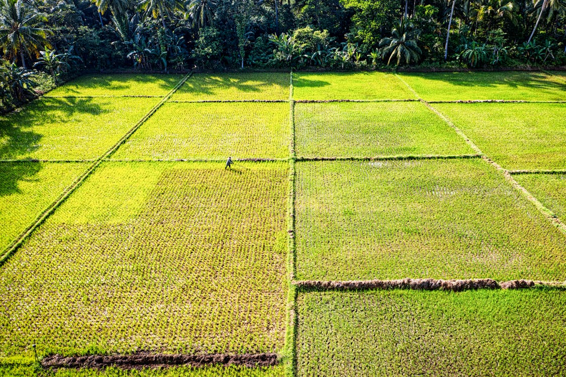 Aerial Photography of Green Rice Field