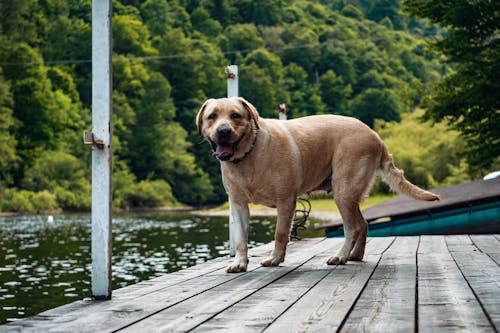 Adult Yellow Labrador Retriever On Focus Photography